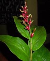 Live Collections » Gingers » Cautleya
