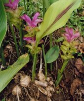 Live Collections » Gingers » Curcuma
