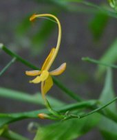 Globba pauciflora