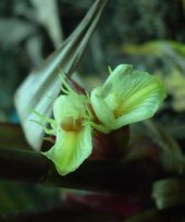 Amomum subulatum cv. Varlangey 