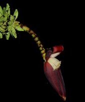 Musa acuminata subsp. burmannica