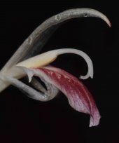 Zingiber bipinianum