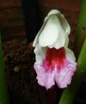 Live Collections » Gingers » Boesenbergia